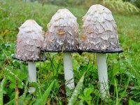 Coprinus-comatus-005.jpg