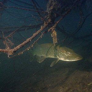 Щуки под водой