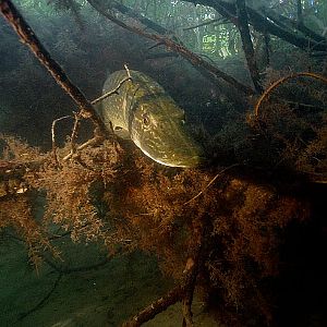 Щуки под водой