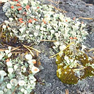 Водлозёрский национальный парк